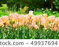 Tulip field apricot beauty 49937694