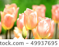 Tulip field apricot beauty 49937695
