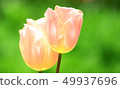 Tulip field apricot beauty 49937696