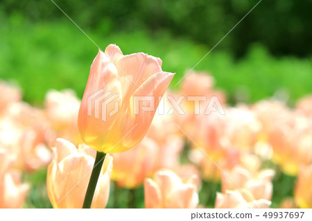 Tulip field apricot beauty 49937697