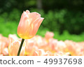 Tulip field apricot beauty 49937698