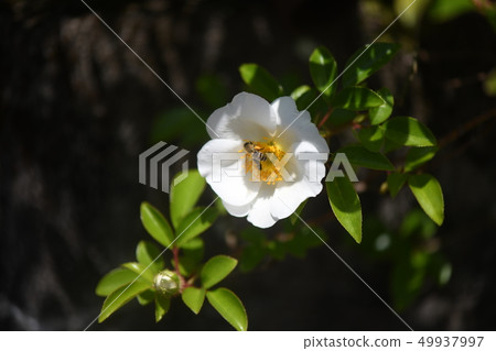 Bee visiting flower 49937997