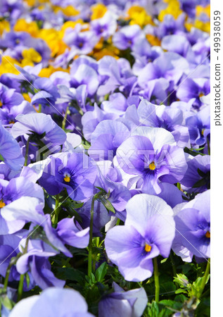 Flowers in the flower bed 49938059