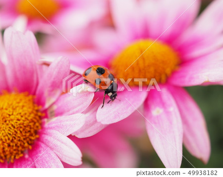 Ladybird 49938182