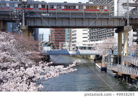 Cherry blossoms in Meguro River (Osaki Bridge and Tokyu Ikegami Bridge seen from the contact K-shaped bridge) 49938265