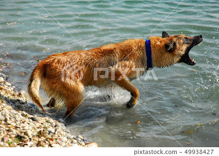 biting malinois biting malinois 49938427