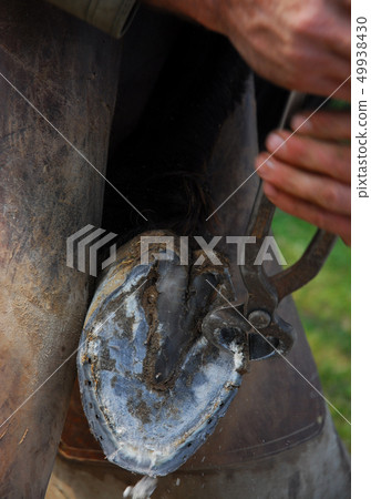 farrier farrier 49938430