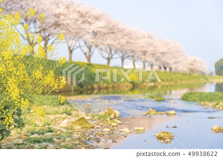Cherry blossom trees on the Kusaba River 49938622