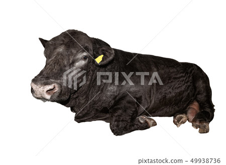 Brown bull lying isolated on a white background. 49938736