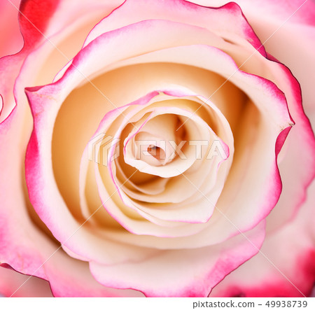 Vibrant fresh pink and white rose close up. 49938739