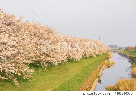 在Nagawa的櫻花樹 49939006