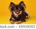 Chihuahua puppy smiling intently in front of yellow background 49939565