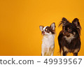 Two chihuahua puppies in front of a yellow background 49939567