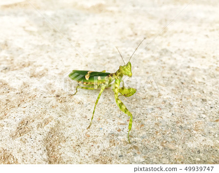 Praying Mantis or Mantis Religiosa with Striped 49939747