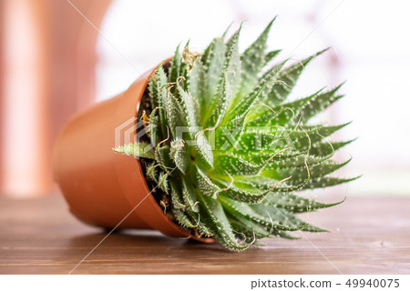 Clay pebbles (leca) spanish window 49940075