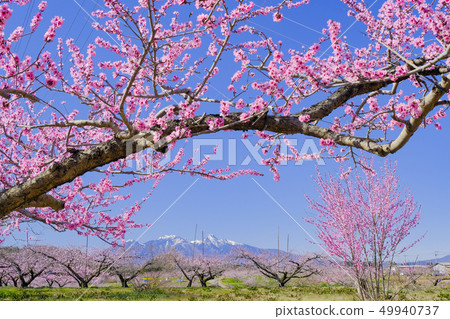 Peach blossoms and Yatsugatake mountain 49940737