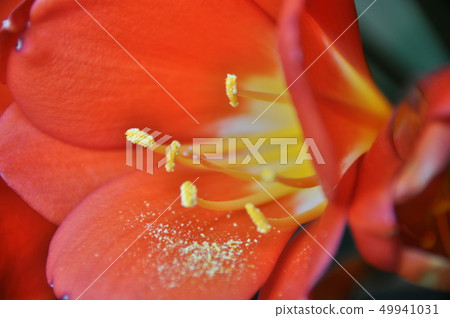 Kunsiran Kunsiran 49941031