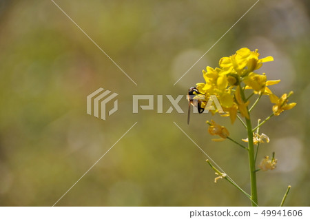 強姦開花 強姦開花 49941606