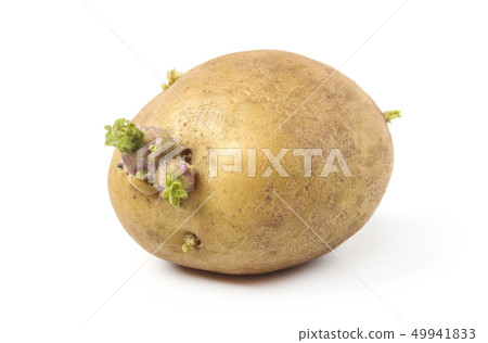 Potatoes with sprouts Potatoes with sprouts 49941833