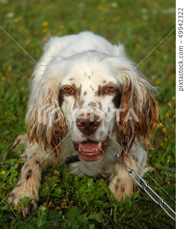 english setter english setter 49942322