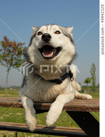 siberian husky siberian husky 49942329