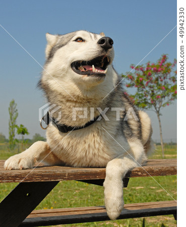siberian husky siberian husky 49942330