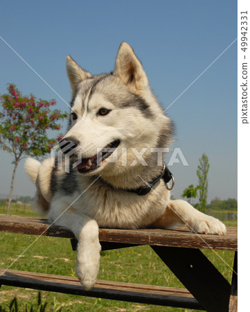 siberian husky 49942331