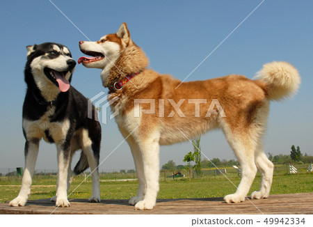 huskies huskies 49942334