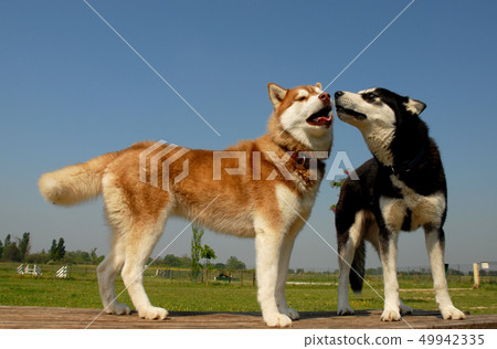 huskies huskies 49942335