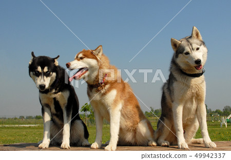 huskies huskies 49942337