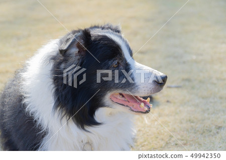 Border Collie Border Collie 49942350