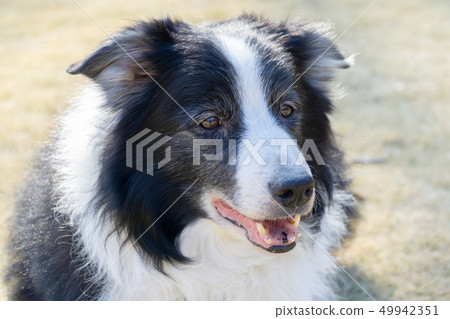 Border Collie Border Collie 49942351