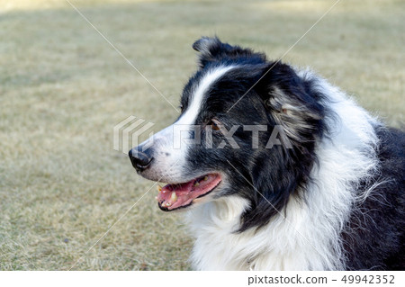 Border Collie Border Collie 49942352