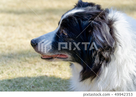 邊境牧羊犬配置文件 邊境牧羊犬配置文件 49942353