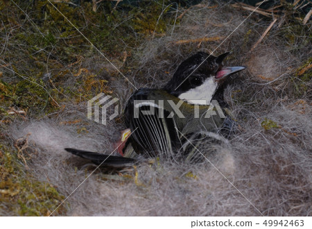 titmouse on nest 49942463