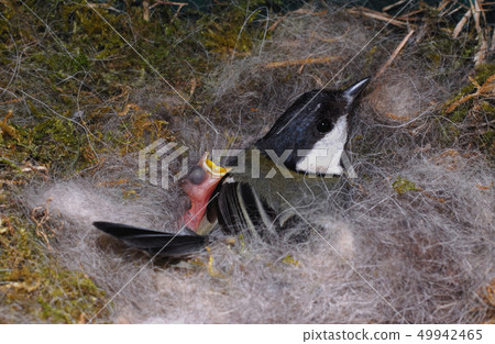titmouse on nest 49942465