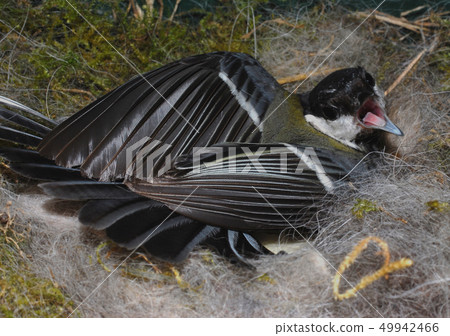 titmouse on nest 49942466