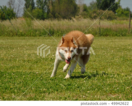 running husky running husky 49942622