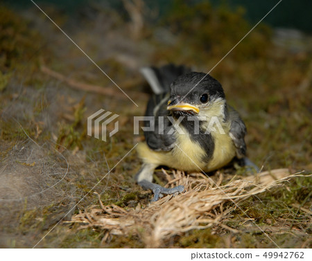 young coal tit 49942762
