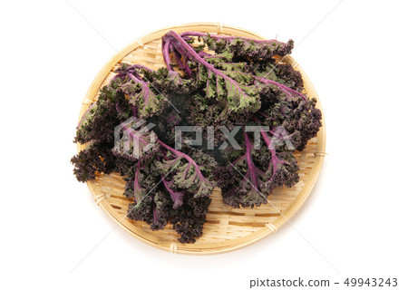 紫色羽衣甘藍 紫色羽衣甘藍 49943243