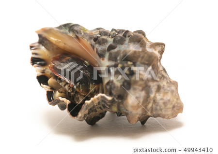 靈芝 靈芝 49943410