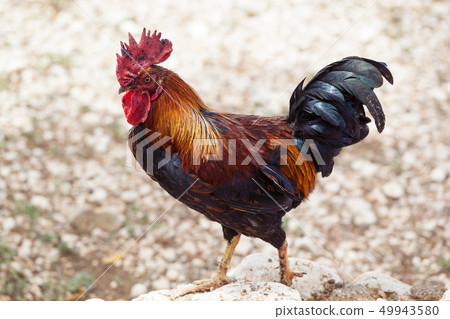 Rooster is looking for food in farm yard Rooster is looking for food in farm yard 49943580