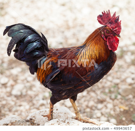 Rooster is looking for food in farm yard 49943657