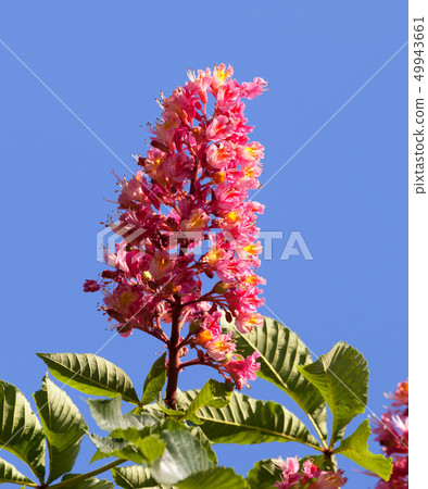 Horse chestnut tree Aesculus carnea with red Horse chestnut tree Aesculus carnea with red 49943661