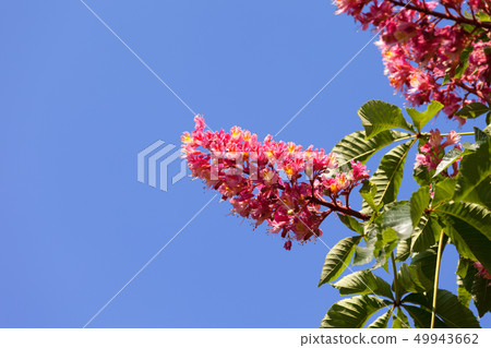 Horse chestnut tree Aesculus carnea with red Horse chestnut tree Aesculus carnea with red 49943662