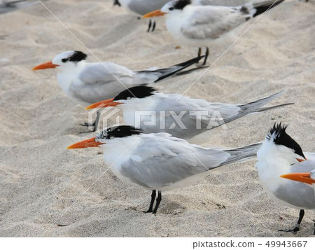 American Great Tern Thalasseus maxim sleeping comfortably on the sandy beach of Miami Beach 49943667