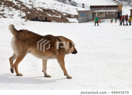 Dog on snowy ski slope at winter day and Dog on snowy ski slope at winter day and 49943679