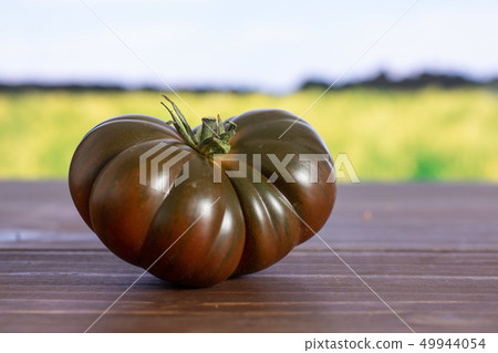 Fresh dark tomato primora with field behind Fresh dark tomato primora with field behind 49944054