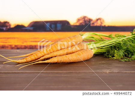 Fresh orange carrot with autumn field behind 49944072