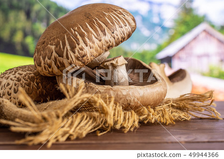 Brown bortobello mushroom with country nature Brown bortobello mushroom with country nature 49944366